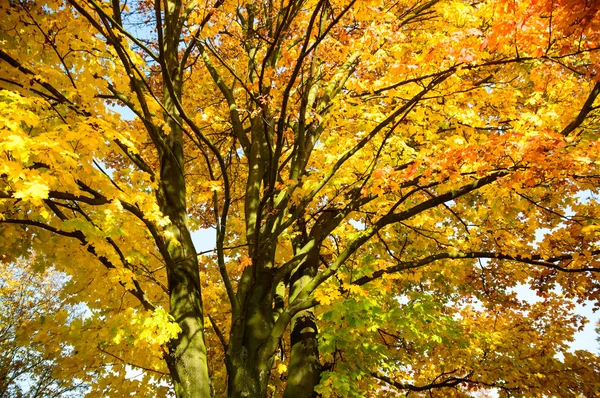 Fundo de outono com folhas coloridas — Fotografia de Stock