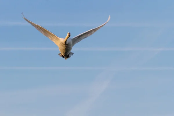 Aves selvagens — Fotografia de Stock