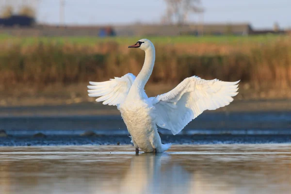 Cisne sobre el agua azul del lago —  Fotos de Stock