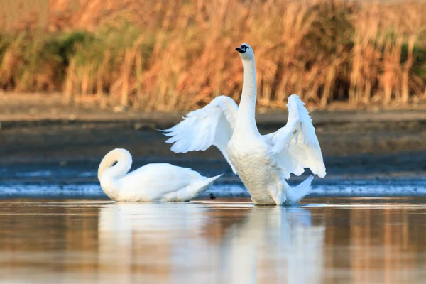 青い湖の水の上の白鳥 — ストック写真