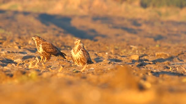 Halcones en el campo — Vídeo de stock