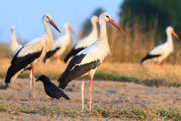 Bird — Stock Photo, Image