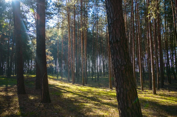 Bosque —  Fotos de Stock