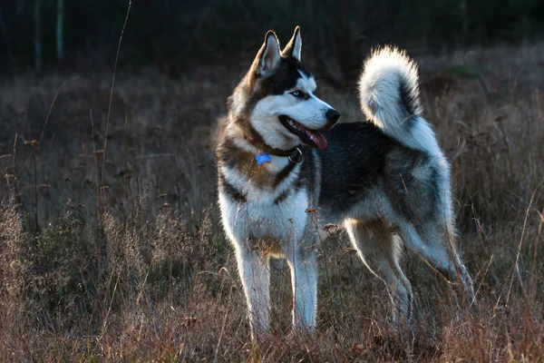 Cão engraçado — Fotografia de Stock