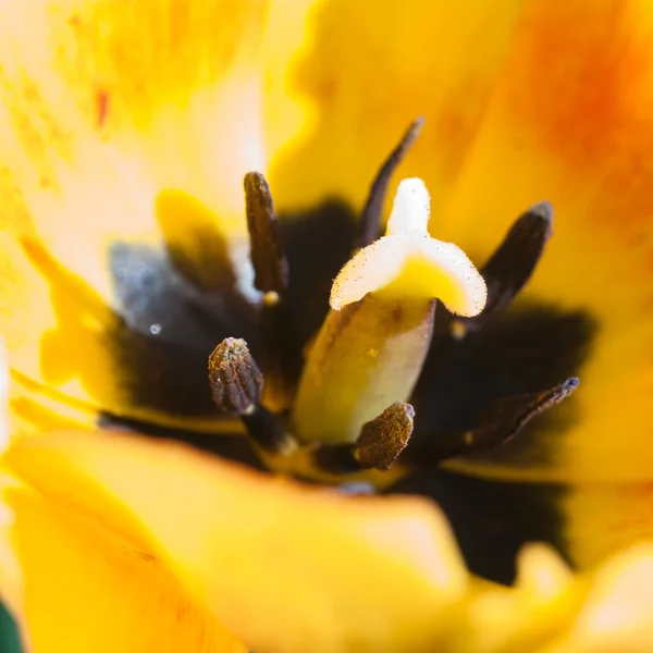 Flowers — Stock Photo, Image