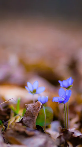 Blommor — Stockfoto