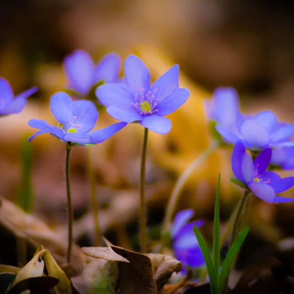 Blumen — Stockfoto