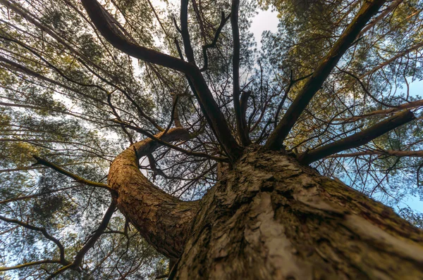 Baum — Stockfoto