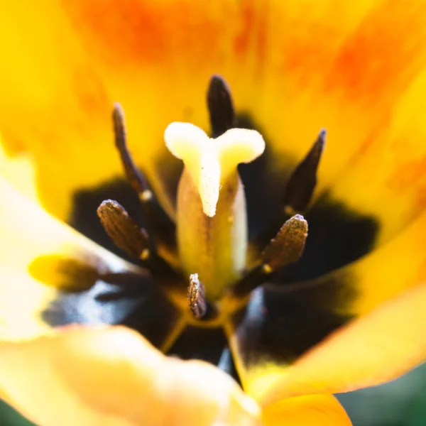 Texture des tulipes — Photo