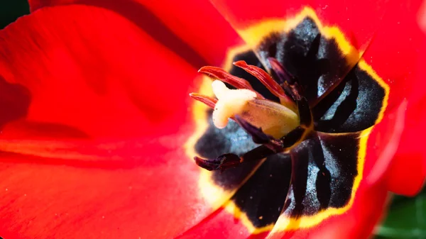 Tulip texture — Stock Photo, Image