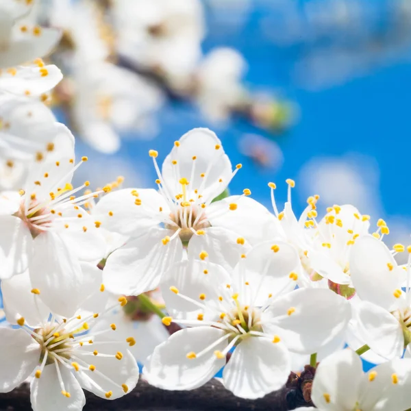 Cherry blossom — Stock Photo, Image