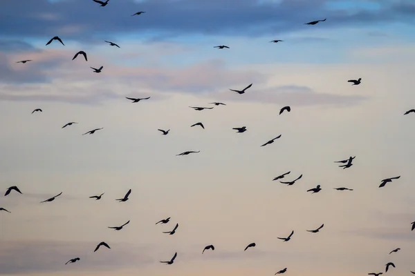 Gökteki kuşlar — Stok fotoğraf