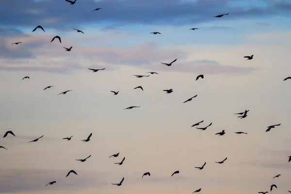 Fåglar i skyn — Stockfoto