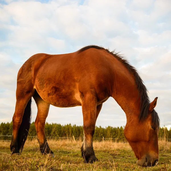 Pferd auf einem Feld — Stockfoto