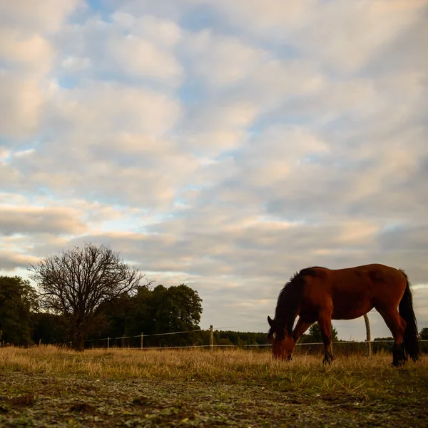 Paard in een veld — Stockfoto