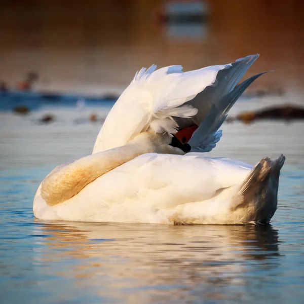 Swan on blue lake water — Stock Photo, Image