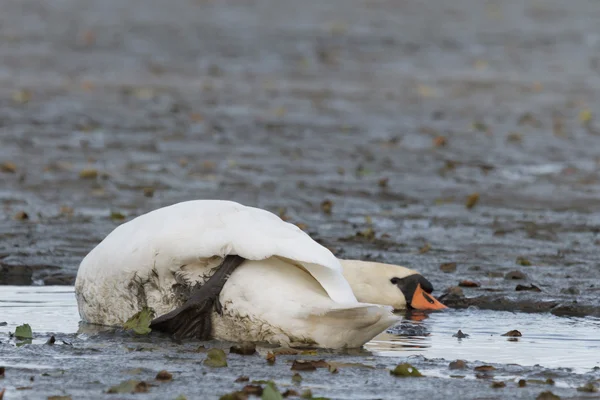 Cisne na água do lago azul — Fotografia de Stock