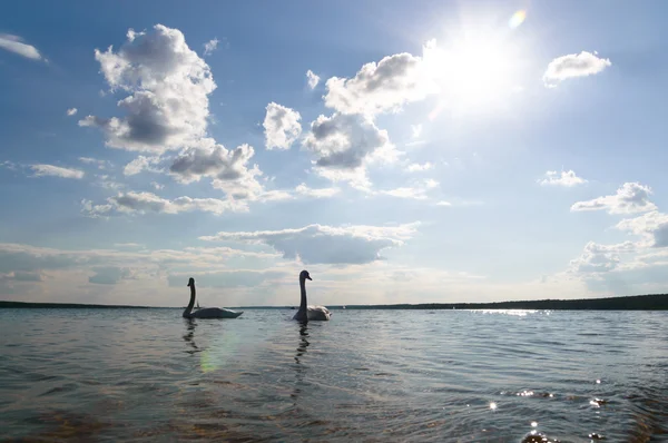 Swan on blue lake water — Stock Photo, Image