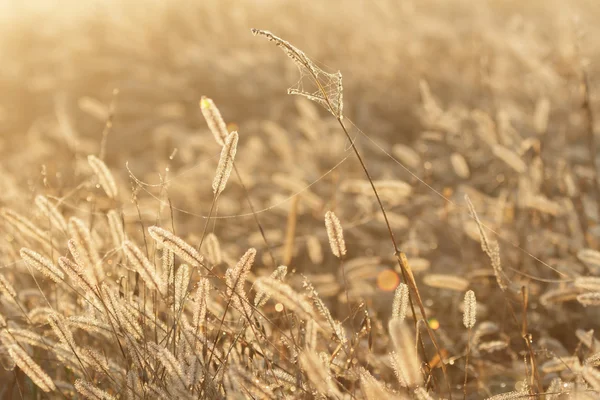 Wild plants — Stock Photo, Image