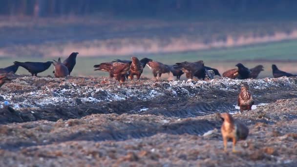 Kraaien in veld — Stockvideo