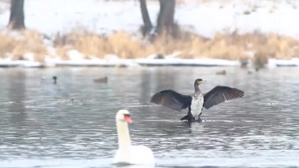 Ördek suda — Stok video