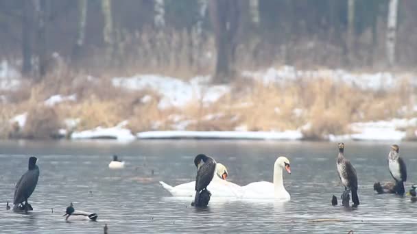 Enten auf dem Wasser — Stockvideo