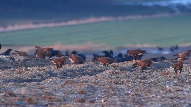 Hawks in field — Stock Video