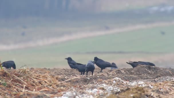 Kråkor i fältet — Stockvideo