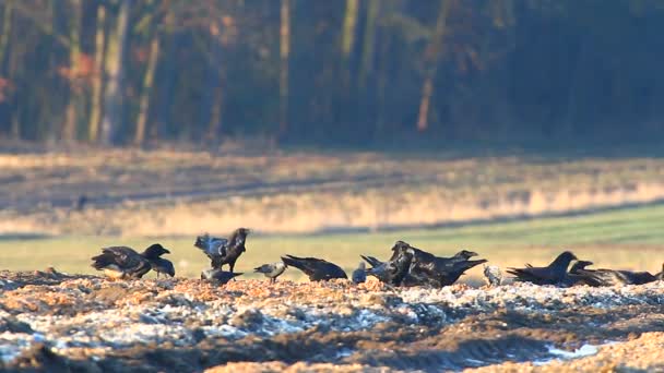Cuervos en el campo — Vídeo de stock
