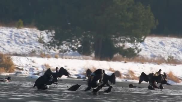 Eenden op water — Stockvideo