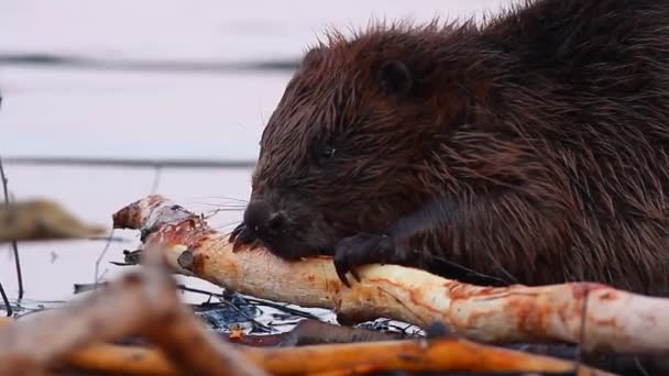 Beavers çalışma — Stok video