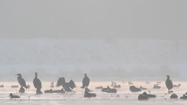 Ducks on water — Stock Video