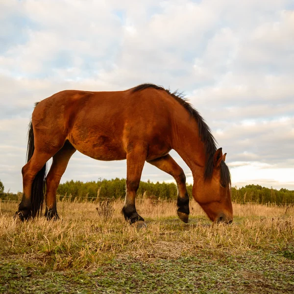 Pferd auf einem Feld — Stockfoto