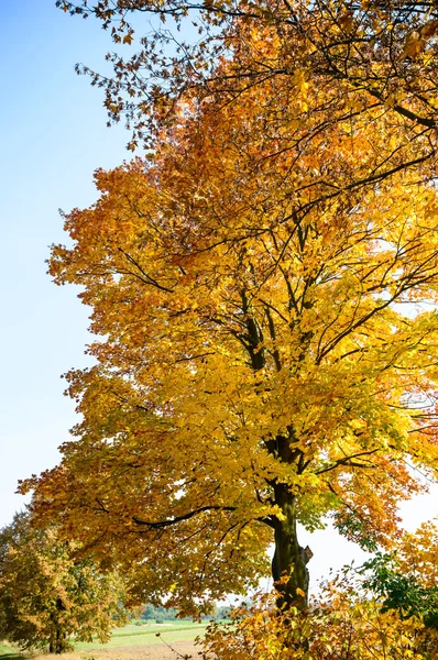 Hojas de otoño coloreadas —  Fotos de Stock