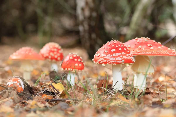 Funghi della foresta — Foto Stock