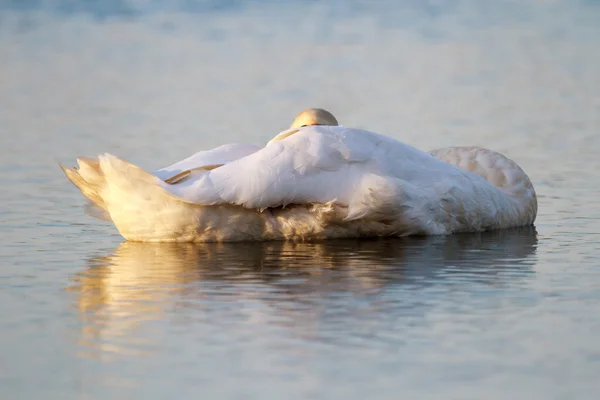 Лебедь на голубом озере — стоковое фото