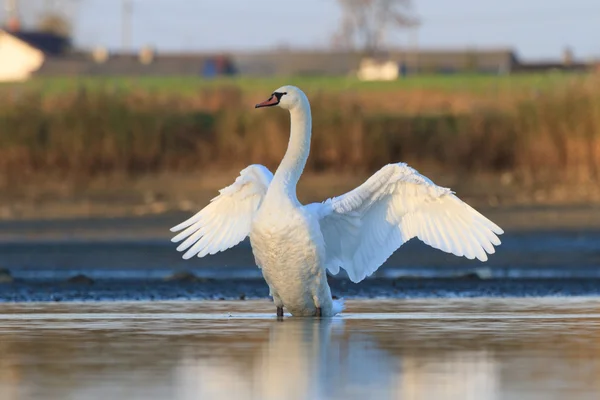 青い湖の水の上の白鳥します。 — ストック写真