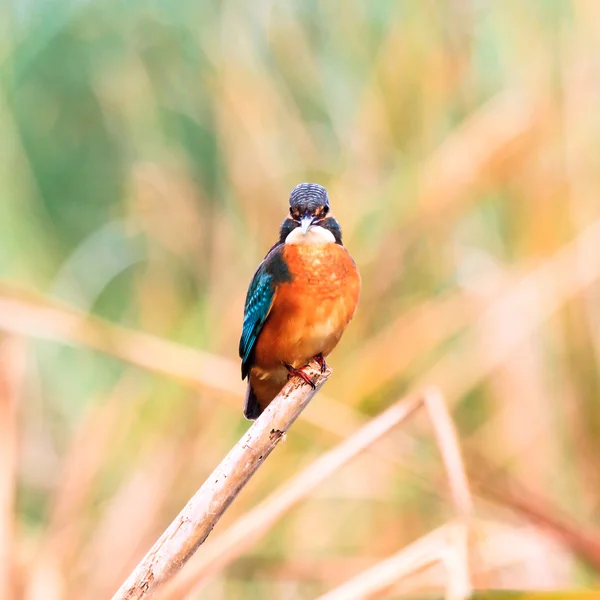 Wild bird — Stock Photo, Image