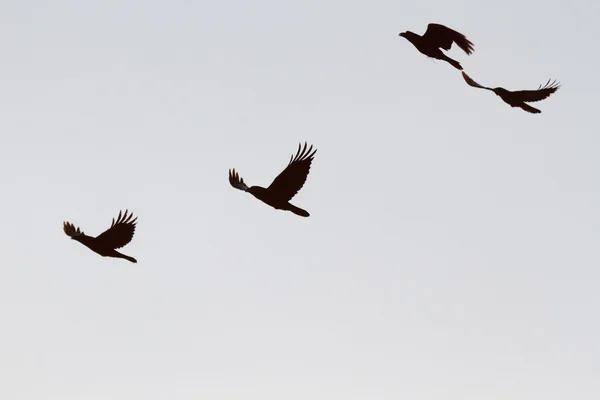 Vögel am Himmel — Stockfoto