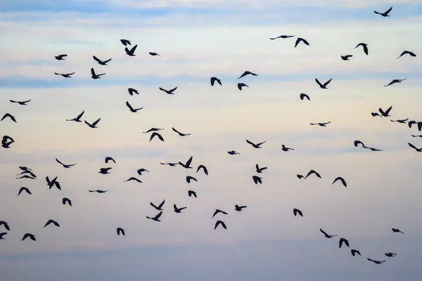 Птицы в небе — стоковое фото