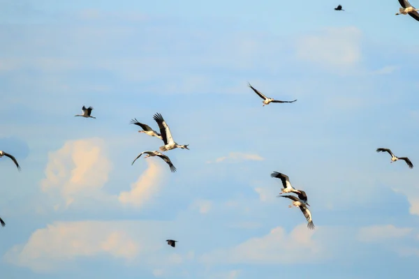 Birds in the sky — Stock Photo, Image
