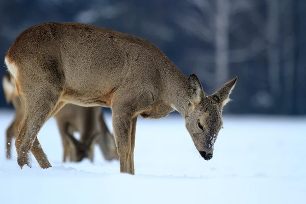 Rehe im Wald — Stockfoto