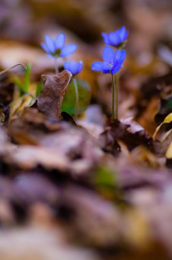 Mavi bahar çiçekleri çimlerin