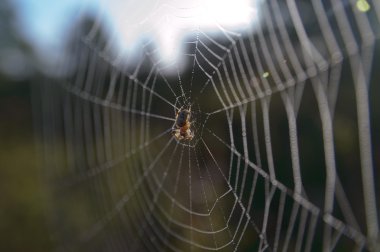 Örümcek Ağı