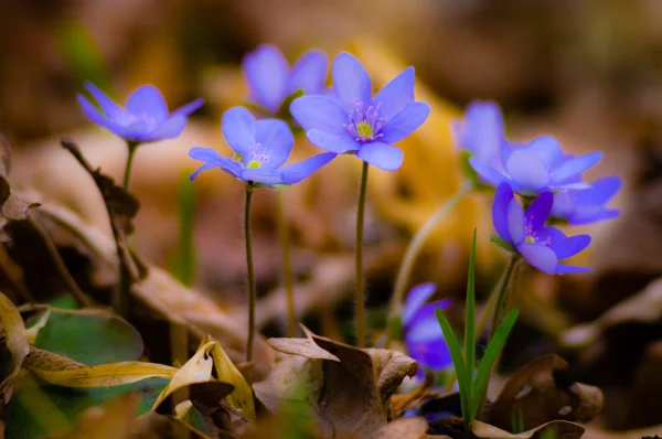 Синие весенние цветы в траве — стоковое фото