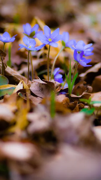 Blå vårblommor i gräset — Stockfoto