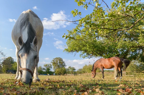 Lovak a mezőn — Stock Fotó