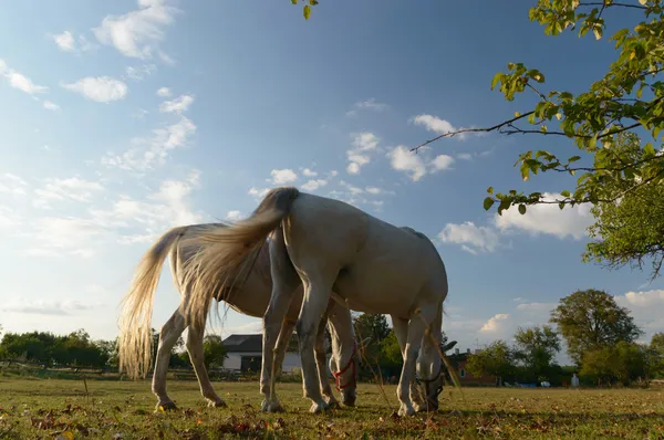 フィールドにいる馬は — ストック写真