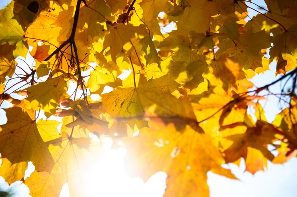 Farbige Herbstblätter — Stockfoto