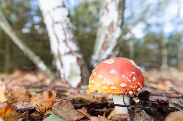 Bos champignons — Stockfoto